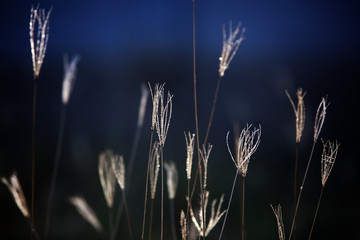 dry reed background