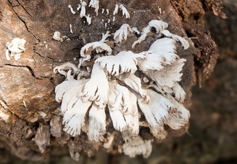 Fungus or mushroom on Dry Tree Stump