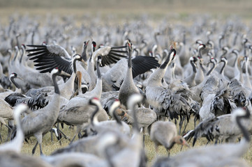 Common Crane (Grus grus), Ahula, Israel