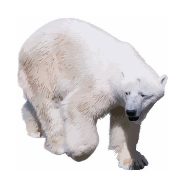 Polar bear walking isolated on a white background. Vector illustration. Eps 8