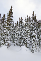 Winter landscape in the forest