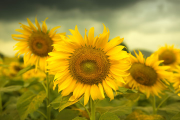 Sunflower field . Dramatic afternoon before rain coming  scene.