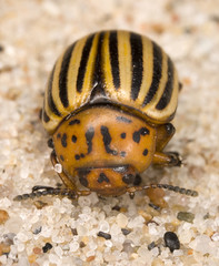 Colorado potato beetle (Leptinotarsa decemlineata) also known as Colorado beetle, ten-striped spearman, ten-lined potato beetle.