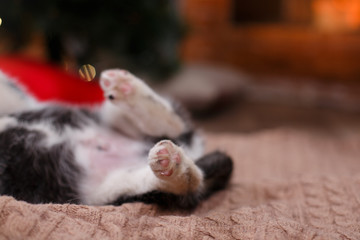 Dog Siberian Husky , Cute little siberian husky puppy