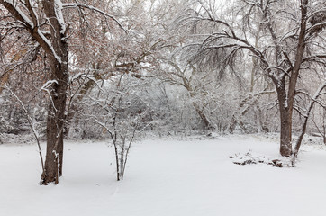 Snow Covered Winter Landscape