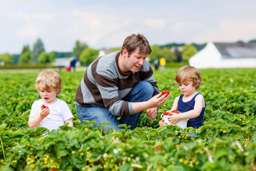 Naklejka na ściany i meble Father and two little kid boys on strawberry farm in summer
