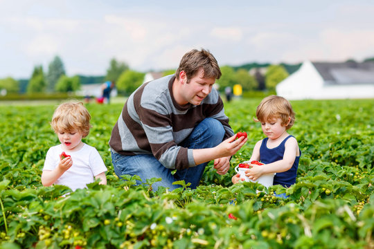 Father and two little kid boys on strawberry farm in summer