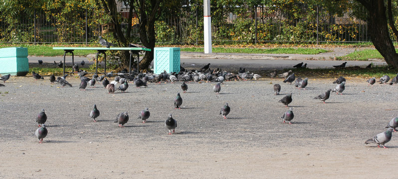 large flock of pigeons