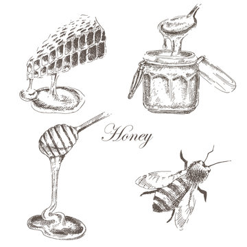 vector honey, honeycells, honeystick, bee illustration. detailed hand drawn sketch of nature objects