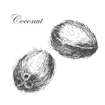 vector coconut hand drawn sketch with palm leaf. vintage style detailed ink and pencil illustration