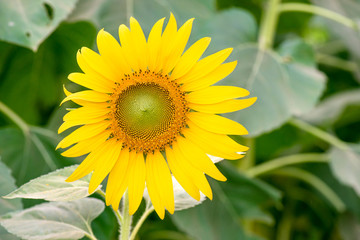 Yellow sunflower