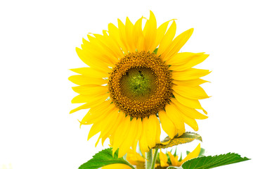 Obraz premium Yellow sunflower
