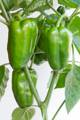 Detalle de planta con pimientos verdes, aislada sobre fondo blanco