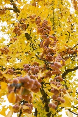  Rama del arbol  Ginkgo Biloba repleta de frutos maduros en otoñ