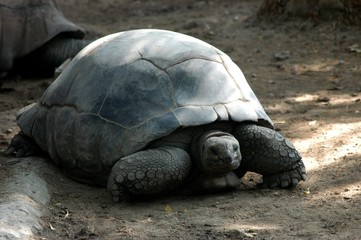 Obraz premium Tortoise in the Zoo