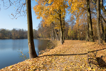 Pond in a park in vivid autumn colors