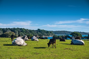 Naklejka premium Safari park on Veli Brijun island