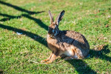 Safari park on Veli Brijun island