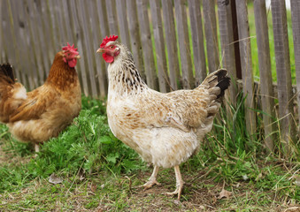 Two chickens