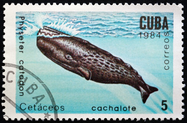 Postage stamp Cuba 1984 Sperm Whale, Marine Mammal