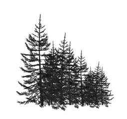 Pine