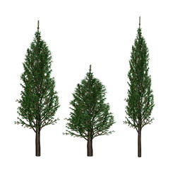 Fototapeta premium Tree
