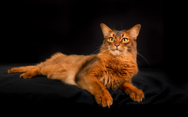Obraz premium Purebred Somali cat