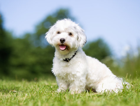 Happy and smiling Bichon Havanese dog