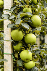 Grüne Äpfel am Baum, Spalier, Plantage