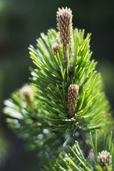 Makroaufnahme der Blüte einer Bergkiefer Pinus mugo