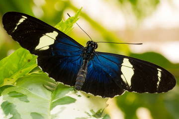 Schmetterling © mp1982_06