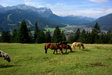 Fototapeta na wymiar Blick vom Wank auf Garmisch-Partenkirchen und das Wettersteingebirge mit Zugspitze