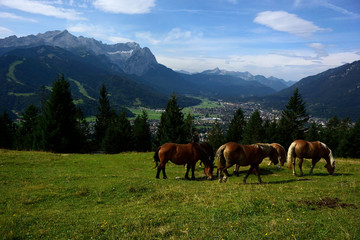 Fototapeta na wymiar Blick vom Wank Richtung Zugspitze, Waxensteine
