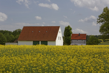 Fototapeta na wymiar Bauernhof mit Rapsfeld im Mai, Georgsmarienhütte (Ortsteil Kloster Oesede), Niedersachsen