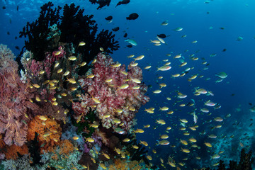 Naklejka na ściany i meble Colorful Fish and Coral Reef