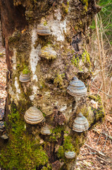Tinder fungus mushrooms on a tree. (Fomes fomentarius)