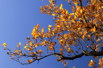 oak branch on blue sky