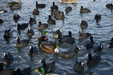 Enten und Bläßhühner im Wasser