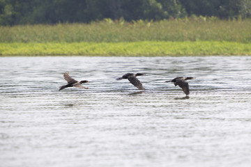 Birds flying in a row at the lake Maracaibo, Venezuela