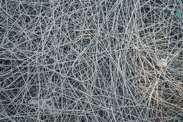 dried pine leaves needles pattern background texture