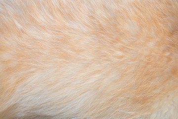 Dog's fur texture