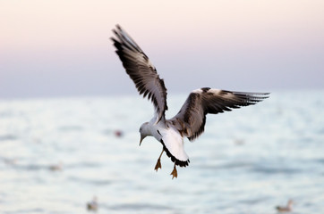 Fototapeta na wymiar White seagull flying in the evening sky 