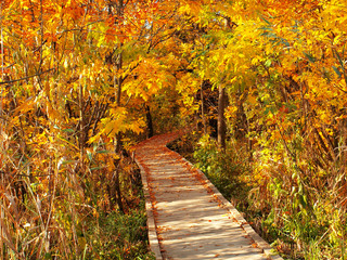 Fototapeta na wymiar Park wood bridge with yellow leaves