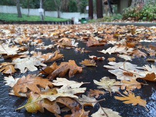 fallen leaves 