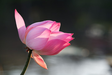 beautiful lotus flower.