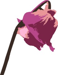 pink faded rose bow her head in vector