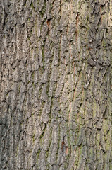 Fototapeta premium Bark of ash tree