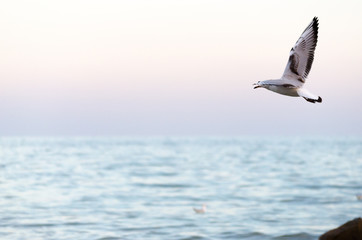 Obraz premium White seagull flying in the evening sky 