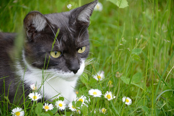 Katze auf der Blumenwiese © igorwink
