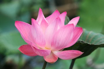 beautiful lotus flower.